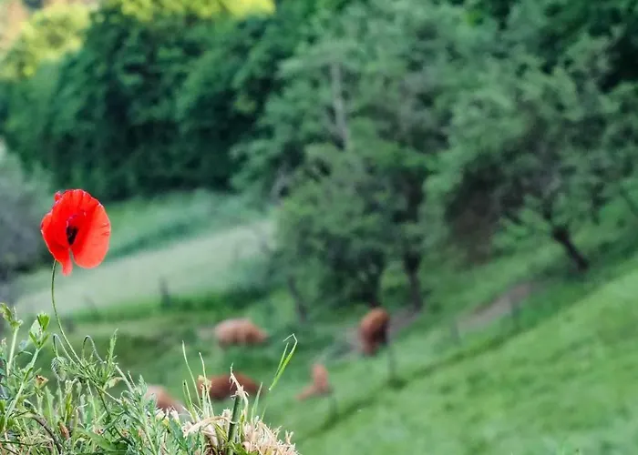 Rheinspaziert アパート *